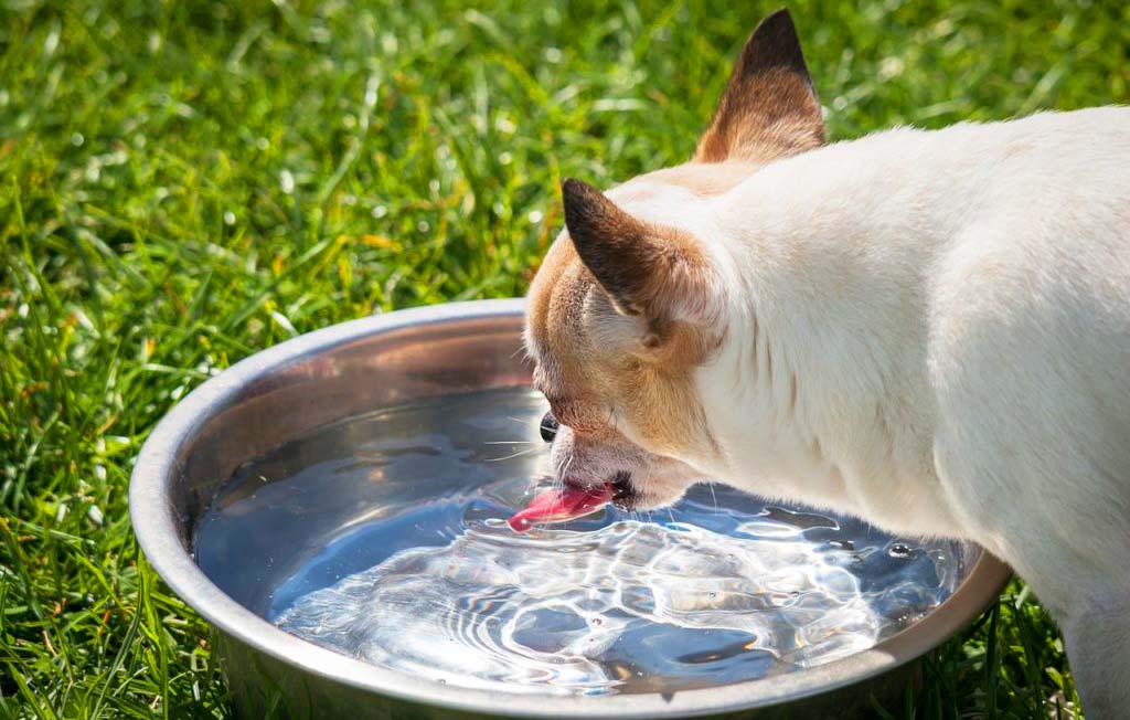 is apple cider good for dogs to drink