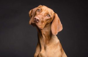 How To Handle Dementia In Dogs Dog dimentia can be heart breaking learn how to handle it in your pooch