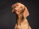 How To Handle Dementia In Dogs Dog dimentia can be heart breaking learn how to handle it in your pooch