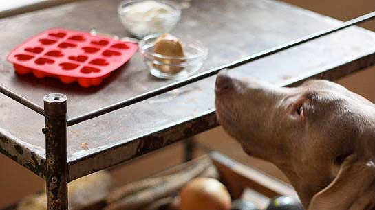 Peanut butter and greek yogurt Valentine's Day dog treat recipe
