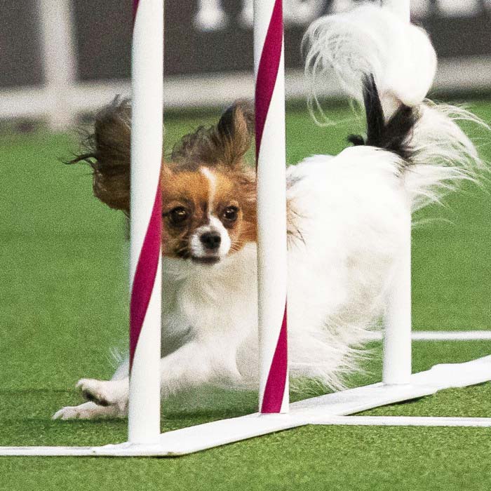 Papillon races to victory at the 2019 Wesminster Dog Show agility competition