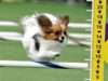 Perky Papillon Blazes Like a Bullet at the Masters Agility Championship Gabby the Papillon wins the small dog agility run at the 2019 Westminster Dog Show