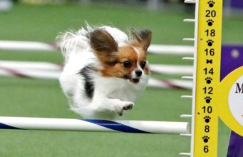 Perky Papillon Blazes Like a Bullet at the Masters Agility Championship Gabby the Papillon wins the small dog agility run at the 2019 Westminster Dog Show