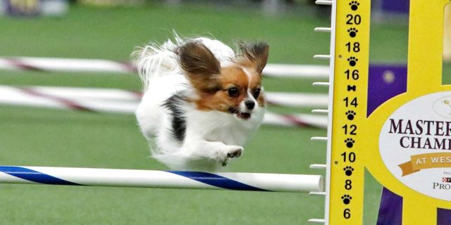 Gabby the Papillon wins the small dog agility run at the 2019 Westminster Dog Show