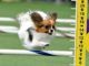 Perky Papillon Blazes Like a Bullet at the Masters Agility Championship Gabby the Papillon wins the small dog agility run at the 2019 Westminster Dog Show