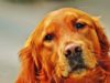 How To Treat Dog Diarrhea In Golden Retrievers Does your dog suffer from diarrhea? Find out how to help your dog