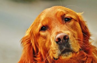 How To Treat Dog Diarrhea In Golden Retrievers Does your dog suffer from diarrhea? Find out how to help your dog