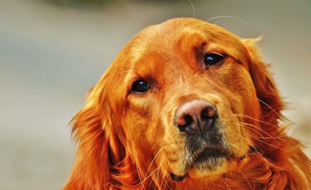 Does your dog suffer from diarrhea? Find out how to help your dog