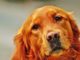 How To Treat Dog Diarrhea In Golden Retrievers Does your dog suffer from diarrhea? Find out how to help your dog