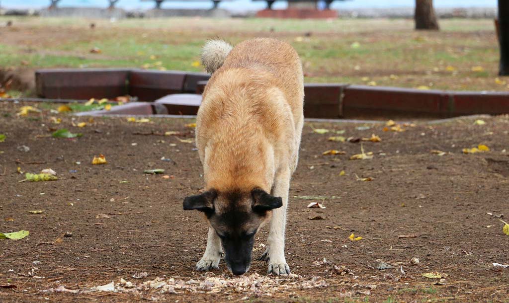 dog is eating dirt and grass