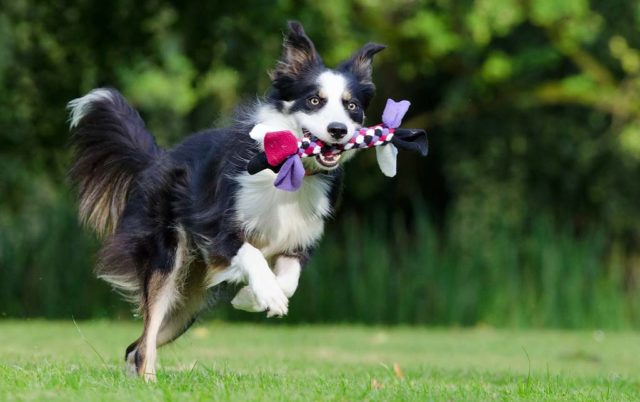 Border Colie playing: play time for your dog is mentally and physically healthy for them