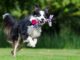 How Important Is Exercise And Play Time For Your Pooch? Border Colie playing: play time for your dog is mentally and physically healthy for them