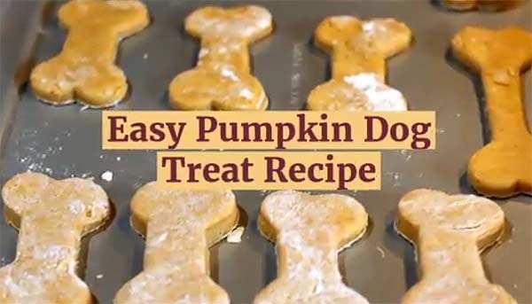 Easy pumpkin dog treat recipe to spoil your dog with a natural dog treat