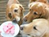 Puppy Love Valentine’s Day Dog Treat Recipes Easy Valentine's Day dog treats you can make at home #dogtreats #naturaldogtreat
