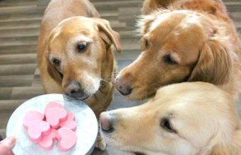 Puppy Love Valentine’s Day Dog Treat Recipes Easy Valentine's Day dog treats you can make at home #dogtreats #naturaldogtreat