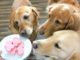 Puppy Love Valentine’s Day Dog Treat Recipes Easy Valentine's Day dog treats you can make at home #dogtreats #naturaldogtreat