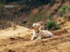 Why Do Dogs Eat Dirt? Discover why dogs eat dirt and other odd things