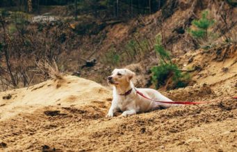 Why Do Dogs Eat Dirt? Discover why dogs eat dirt and other odd things