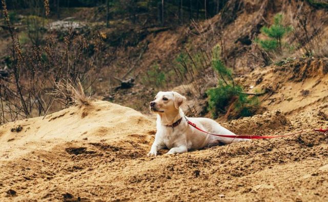 Discover why dogs eat dirt and other odd things