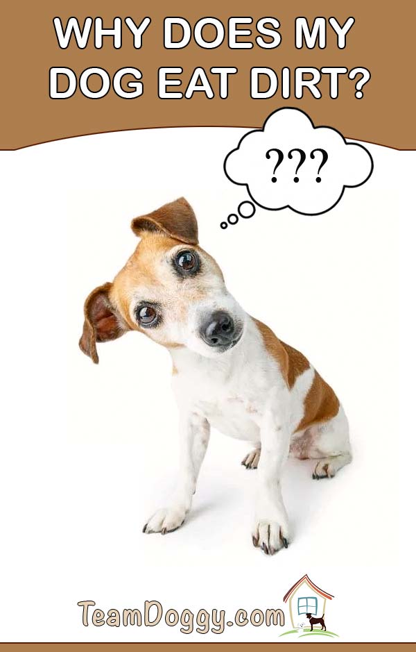 If you have wondered why does my dog eat dirt this article may help you find the answer