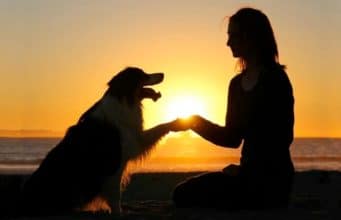 Australian Shepherd Secret Teaches the Secret to Yoga Secret the Australian Shepherd does yogo like a pro. #dogtraining #yoga