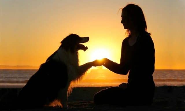 Secret the Australian Shepherd does yogo like a pro. #dogtraining #yoga