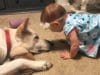 Dog Gives Wet Kisses To Nine-Month-Old Baby baby and German Shepherd meat for the 1st time