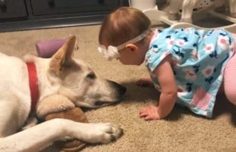 Dog Gives Wet Kisses To Nine-Month-Old Baby baby and German Shepherd meat for the 1st time