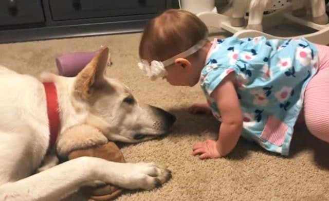 baby and German Shepherd meat for the 1st time