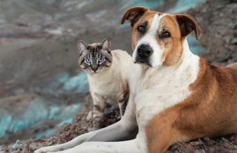 Unlikely Travel Companions Form an Unbreakable Bond Henry and Baloo love to travel together