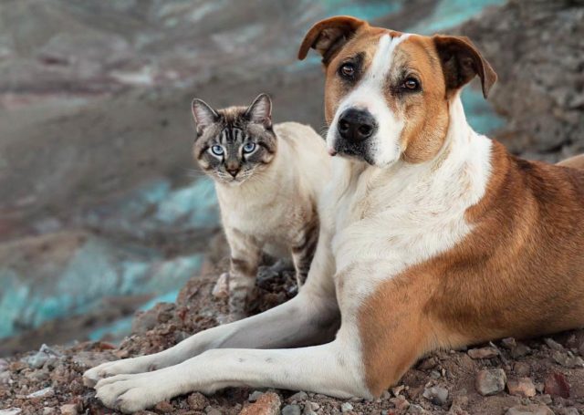 Henry and Baloo love to travel together