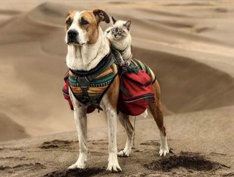 Cat and dog travel partners for life