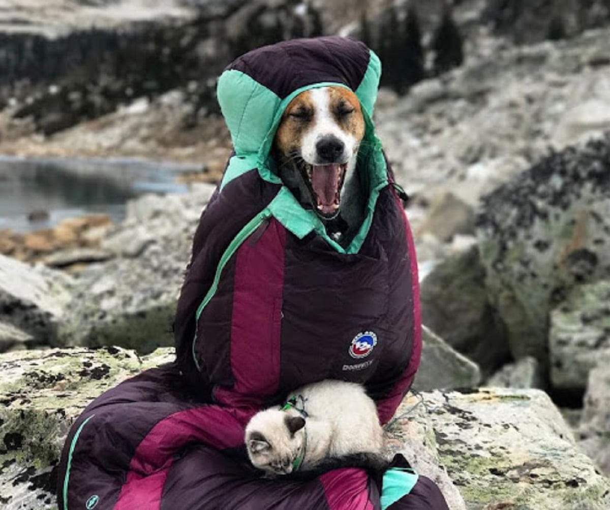 cat and dog love to hike