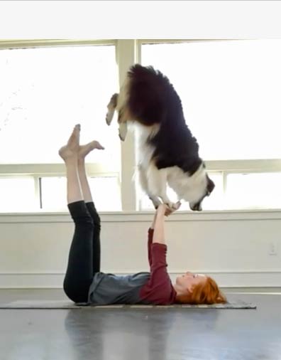 australian shepherd doing yoga on instagram