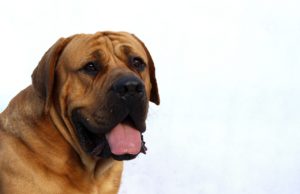 Athlete Shows Gratitude To Dog Who Saved Her