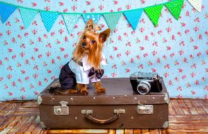 Dogs With The Most Adorable Jobs In The World