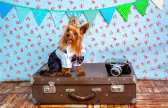 Dogs With The Most Adorable Jobs In The World