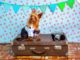 Dogs With The Most Adorable Jobs In The World