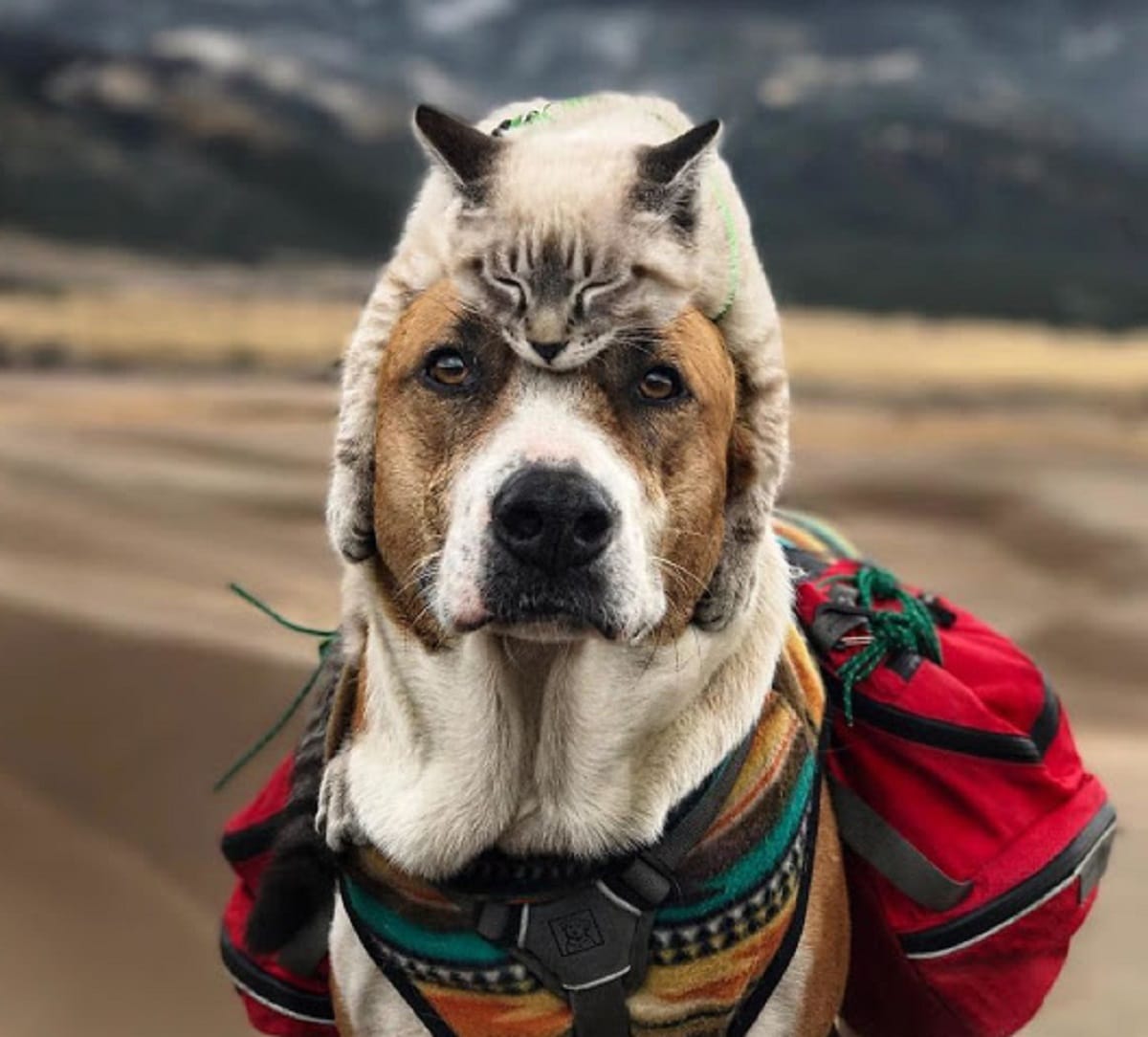 hiking buddies for life