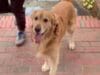 A Flying Hug is the Best Way to Say I Love You The Best Way to be Greated is With a Flying Doggy Hug