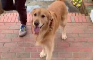 A Flying Hug is the Best Way to Say I Love You The Best Way to be Greated is With a Flying Doggy Hug