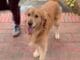 A Flying Hug is the Best Way to Say I Love You The Best Way to be Greated is With a Flying Doggy Hug
