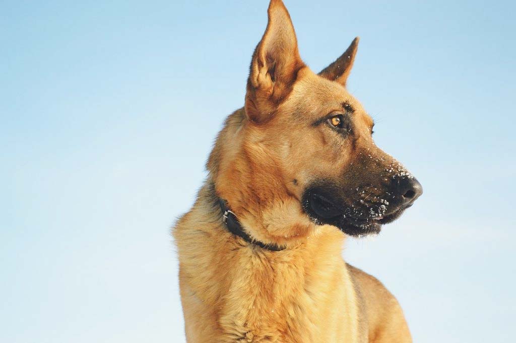 German shepherd trains as a service dog