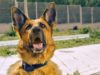 Dog Who Loves Tennis Balls Way Too Much Fails His Service Dog Training In The Most Adorable Way German Shepherd service dog in training Ryker