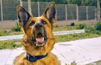 Dog Who Loves Tennis Balls Way Too Much Fails His Service Dog Training In The Most Adorable Way German Shepherd service dog in training Ryker