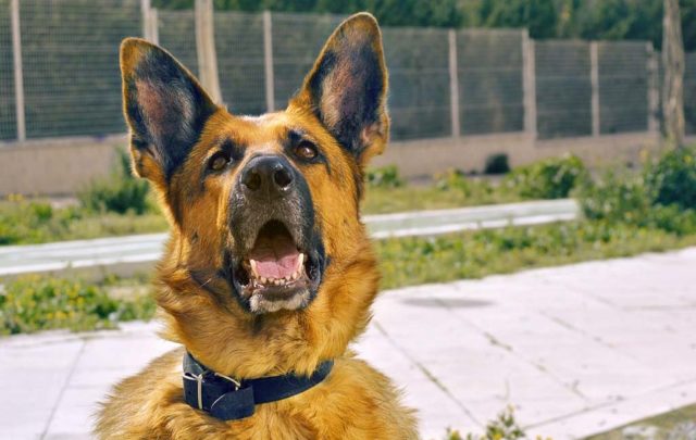 German Shepherd service dog in training Ryker