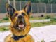 Dog Who Loves Tennis Balls Way Too Much Fails His Service Dog Training In The Most Adorable Way German Shepherd service dog in training Ryker