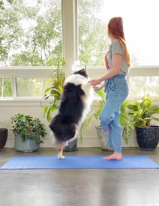 Secret the Australian Shepherd Learns Yoga