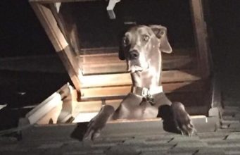 Policemen Respond To A 911 Call For A Home Intruder; Find Out The Intruder Was A Dog!
