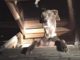 Policemen Respond To A 911 Call For A Home Intruder; Find Out The Intruder Was A Dog!